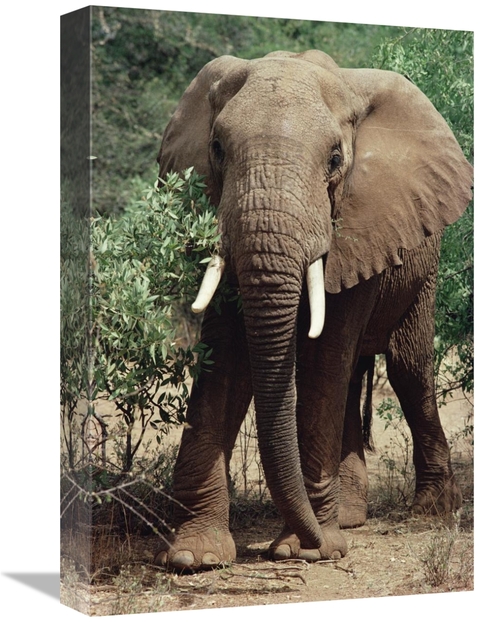 Global Gallery GCS-452752-1218-142 12 x 18 in. African Elephant Eating