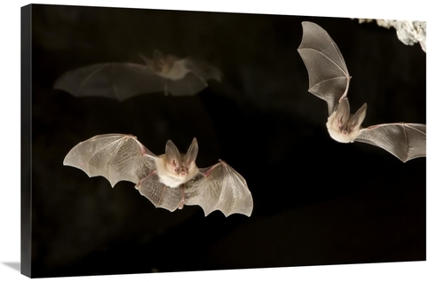 Global Gallery GCS-395699-2436-142 24 x 36 in. Townsends Big-Eared Bat