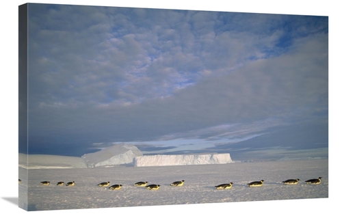 Global Gallery GCS-451121-2030-142 20 x 30 in. Emperor Penguins Tobogg