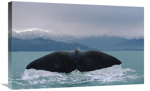 Global Gallery GCS-450779-2030-142 20 x 30 in. Sperm Whale Tail Art Pr