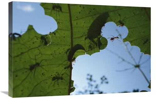 Global Gallery GCS-398562-2030-142 20 x 30 in. Leafcutter Ant Workers 