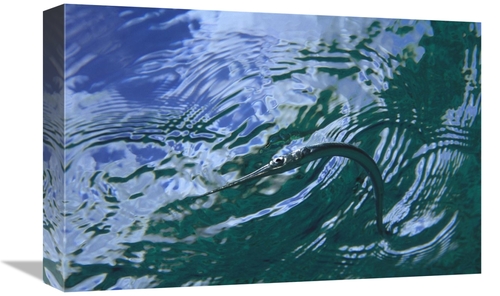 Global Gallery GCS-450748-1218-142 12 x 18 in. Needlefish on Water Sur