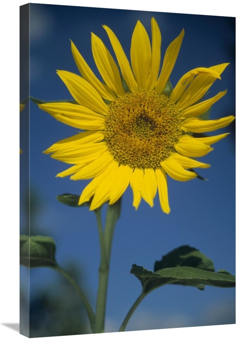 Global Gallery GCS-451954-2030-142 20 x 30 in. Common Sunflower Flower