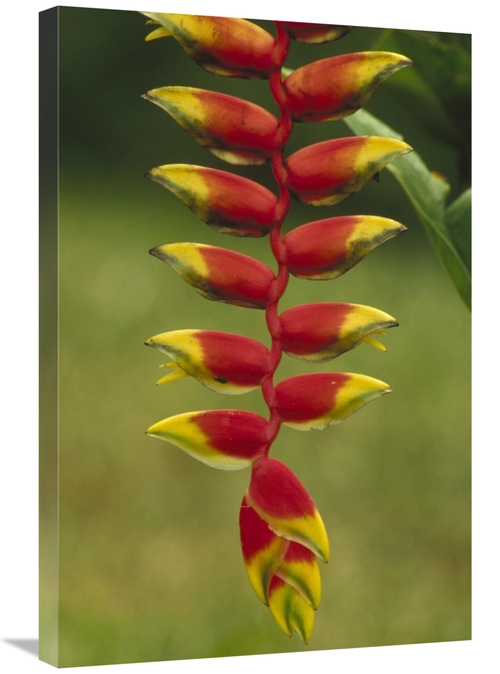 Global Gallery GCS-452863-2030-142 20 x 30 in. Hanging Heliconia Bloom