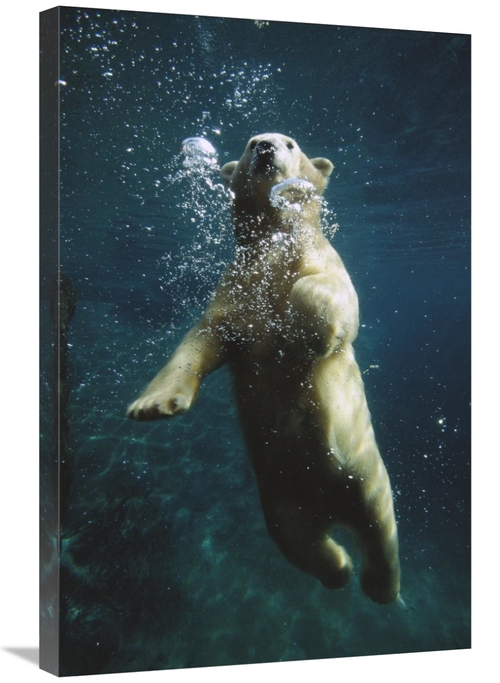 Global Gallery GCS-450841-2030-142 20 x 30 in. Polar Bear Swimming Und