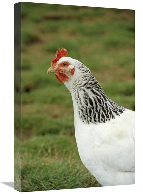 Global Gallery GCS-398067-1624-142 16 x 24 in. Domestic Chicken, L
