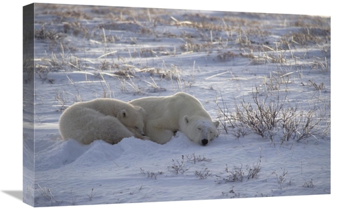 Global Gallery GCS-450941-1624-142 16 x 24 in. Polar Bear & Cub Near&#