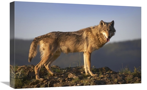 Global Gallery GCS-452199-1624-142 16 x 24 in. Gray Wolf Side VIew&#44