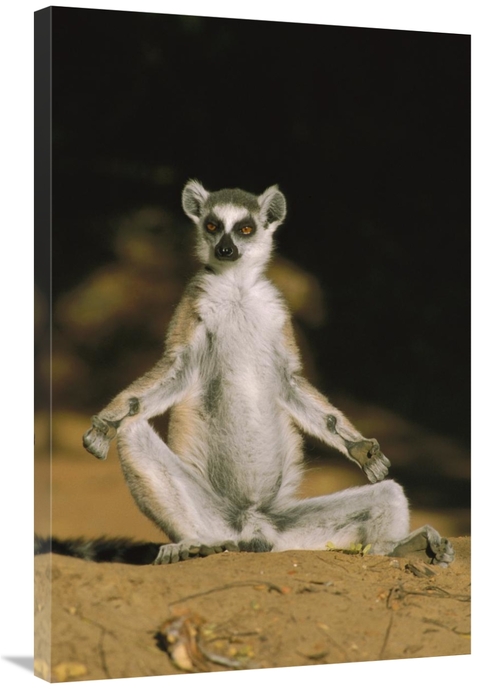 Global Gallery GCS-452648-2436-142 24 x 36 in. Ring-Tailed Lemur Sunni
