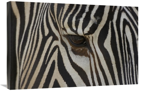 Global Gallery GCS-398155-2436-142 24 x 36 in. Grevys Zebra Close Up o