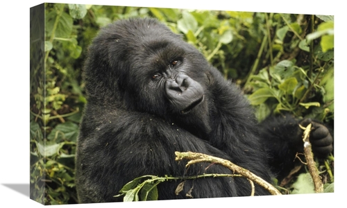 Global Gallery GCS-452777-1218-142 12 x 18 in. Mountain Gorilla Lookin