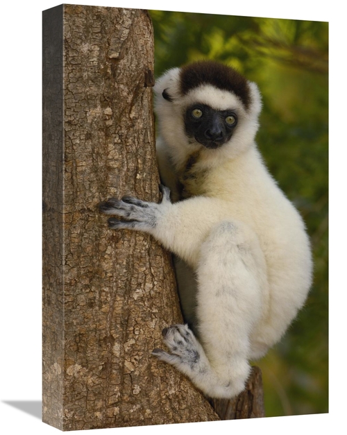 Global Gallery GCS-453038-1218-142 12 x 18 in. Verreauxs Sifaka Portra