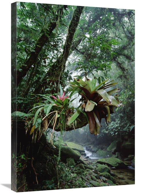 Global Gallery GCS-395653-2030-142 20 x 30 in. Bromeliads Growing in T