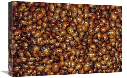 Global Gallery GCS-450947-1624-142 16 x 24 in. Convergent Lady Beetle 