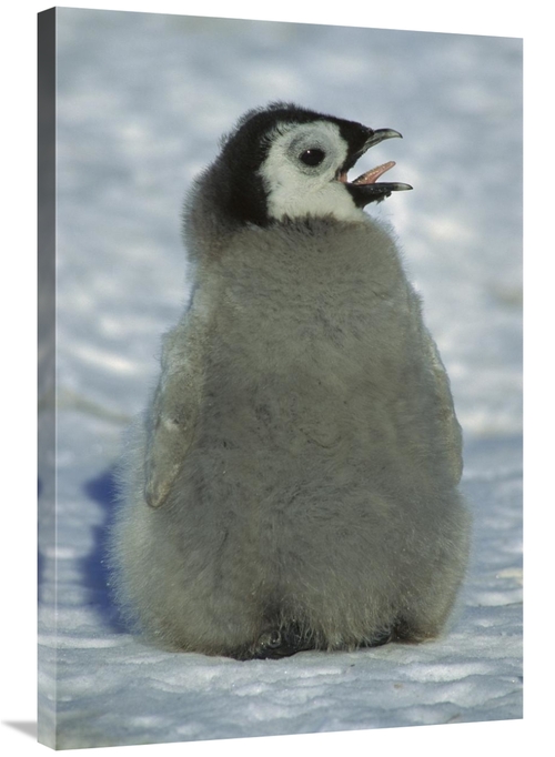 Global Gallery GCS-451736-2436-142 24 x 36 in. Emperor Penguin Young C