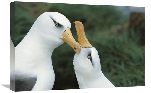 Global Gallery GCS-451598-1624-142 16 x 24 in. Campbell Albatrosses Co