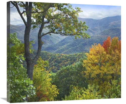 Global Gallery GCS-396607-30-142 30 in. Deciduous Forest in Autumn&#44