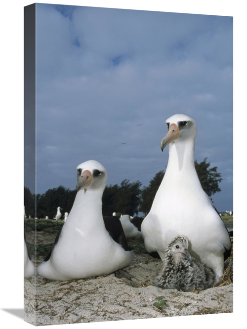 Global Gallery GCS-451415-1624-142 16 x 24 in. Laysan Albatross Parent