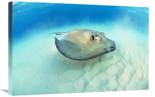 Global Gallery GCS-397584-2030-142 20 x 30 in. Southern Stingray, 