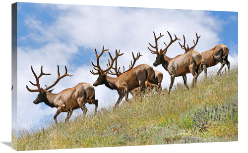 Global Gallery GCS-486555-36-142 36 in. The Young Pretenders Art Print