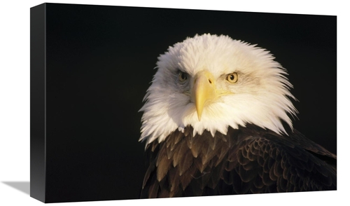 Global Gallery GCS-452808-1218-142 12 x 18 in. Bald Eagle Portrait&#44