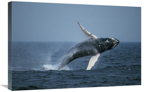 Global Gallery GCS-453571-2030-142 20 x 30 in. Humpback Whale Breachin