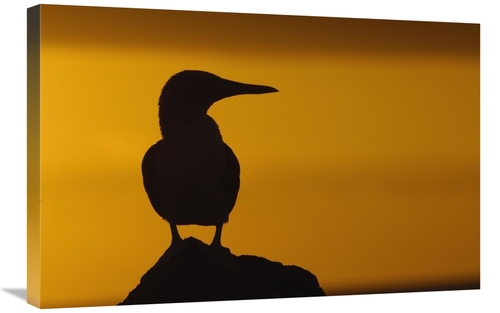 Global Gallery GCS-453047-2030-142 20 x 30 in. Blue-Footed Booby Silho