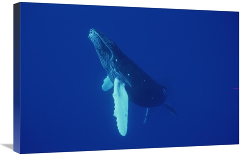 Global Gallery GCS-450791-2030-142 20 x 30 in. Humpback Whale Curious 