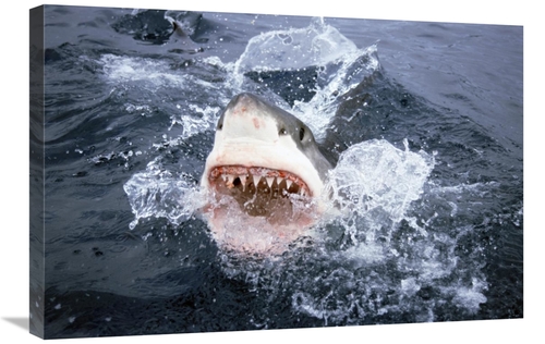 Global Gallery GCS-397973-2030-142 20 x 30 in. Great White Shark Break