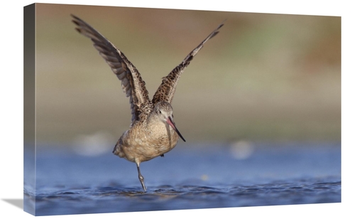 Global Gallery GCS-451973-1624-142 16 x 24 in. Marbled Godwit Stretchi