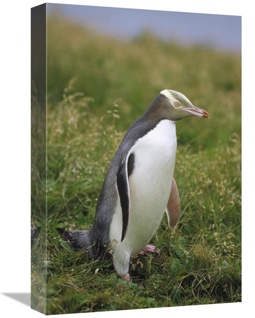 Global Gallery GCS-452457-1218-142 12 x 18 in. Yellow-Eyed Penguin Por