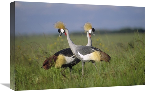 Global Gallery GCS-396798-1624-142 16 x 24 in. Grey Crowned Crane Coup
