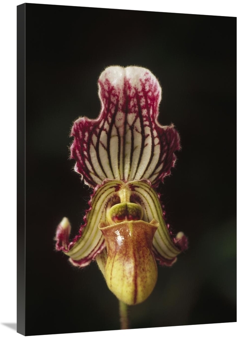 Global Gallery GCS-452849-2436-142 24 x 36 in. Fairy Paphiopedilum Flo