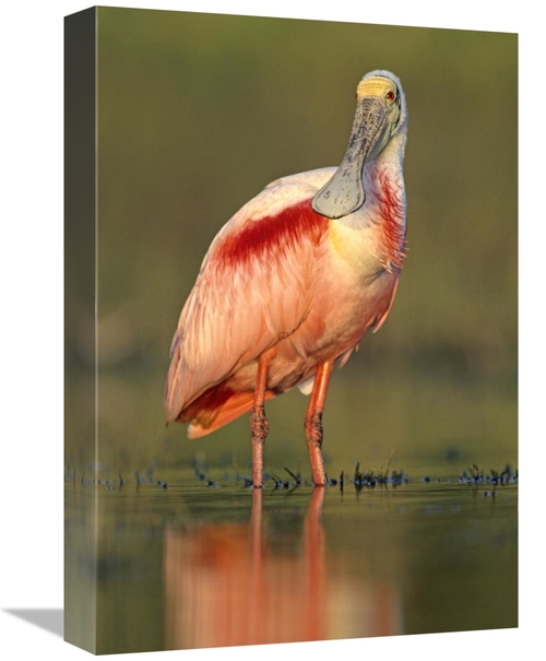 Global Gallery GCS-396117-1218-142 12 x 18 in. Roseate Spoonbill Wadin