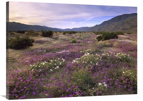 Global Gallery GCS-396959-3040-142 30 x 40 in. Sand Verbena & Primrose