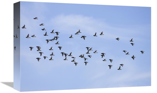 Global Gallery GCS-452702-1218-142 12 x 18 in. Little Auk Flock Flying