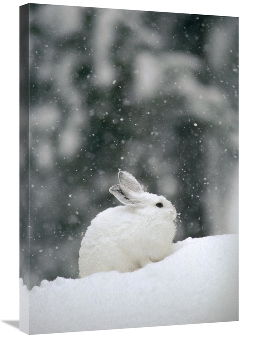 Global Gallery GCS-451849-2030-142 20 x 30 in. Snowshoe Hare in Snowfa