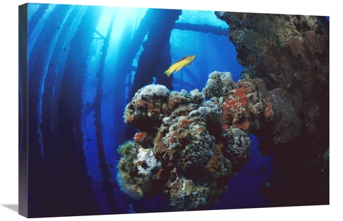 Global Gallery GCS-450721-2030-142 20 x 30 in. Coral Growing on Oil Ri