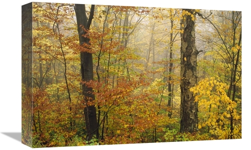 Global Gallery GCS-395926-1218-142 12 x 18 in. Mixed Deciduous Forest 