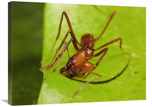 Global Gallery GCS-452680-2432-142 24 x 32 in. Leafcutter Ant Ant Cutt