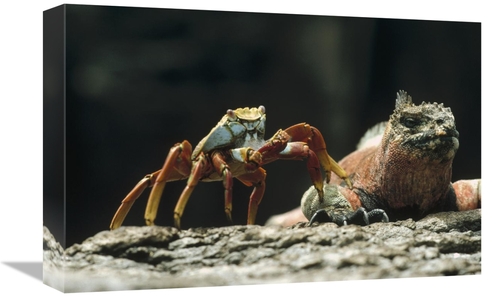 Global Gallery GCS-451204-1218-142 12 x 18 in. Marine Iguana Male with