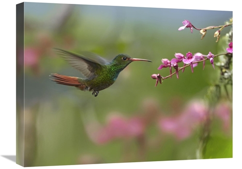 Global Gallery GCS-396455-1824-142 18 x 24 in. Rufous-Tailed Hummingbi