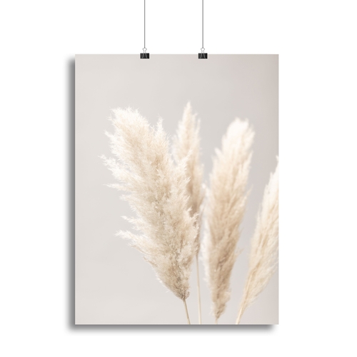 Pampas Grass Grey 02 Canvas Print or Poster