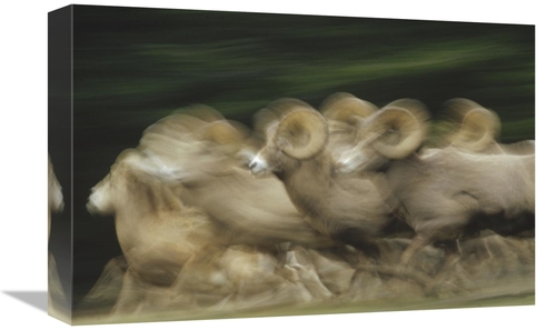 Global Gallery GCS-396664-1218-142 12 x 18 in. Bighorn Sheep Herd Runn