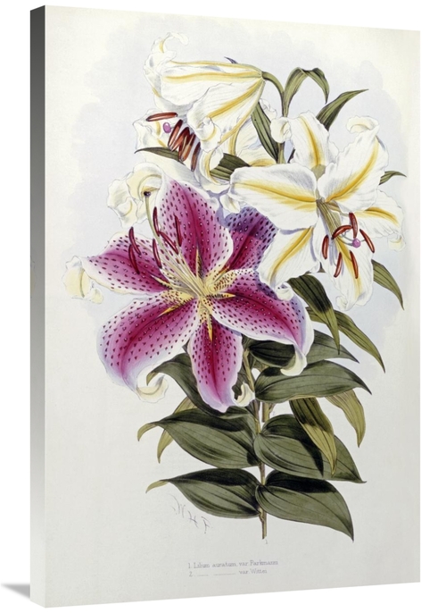 Global Gallery GCS-266278-36-142 36 in. A Monograph of the Genus Liliu