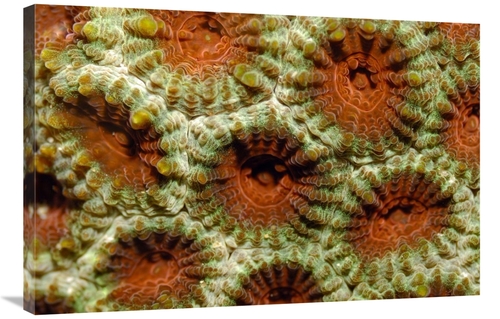 Global Gallery GCS-397581-2436-142 24 x 36 in. Stone Coral Detail,