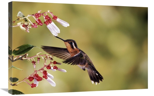 Global Gallery  20 x 30 in. Purple-Throated Mountain-Gem Hummingbird&#