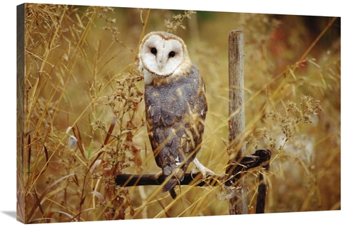 Global Gallery GCS-396582-2436-142 24 x 36 in. Barn Owl Perching Among