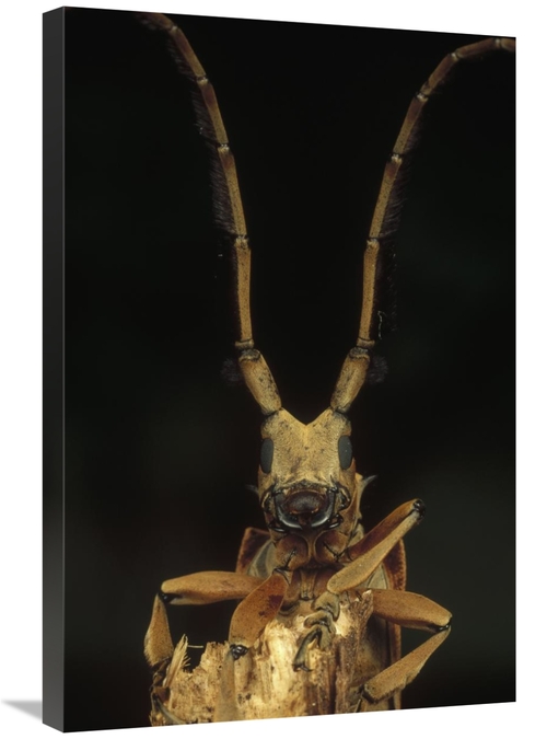 Global Gallery GCS-450981-2030-142 20 x 30 in. Long Horn Beetle Portra