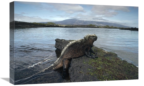 Global Gallery GCS-451203-1624-142 16 x 24 in. Marine Iguana, Punt